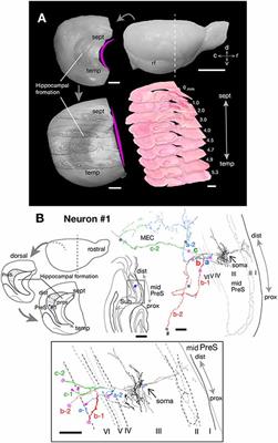 Multiple Patterns of Axonal Collateralization of Single Layer III Neurons of the Rat Presubiculum